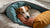 Understanding Nesting Behaviors in Dogs: Insights and Insights for Pet Parents-141217726703