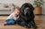 Understanding Newfoundland Temperament: The Gentle Giant at Home
