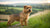 Understanding Norfolk Terrier Temperament: A Deep Dive into Their Unique Personality