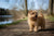 Understanding Norfolk Terrier Temperament: A Deep Dive into Their Unique Personality
