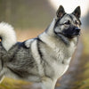 Understanding Norwegian Elkhound Health Problems: A Comprehensive Guide for Pet Owners