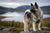 Understanding Norwegian Elkhound Personality Traits