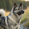 Understanding Norwegian Elkhound Personality Traits: An In-Depth Guide for Potential Owners