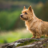 Understanding Norwich Terrier Health Problems: A Comprehensive Guide for Owners
