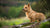 Understanding Norwich Terrier Health Problems: A Comprehensive Guide for Owners