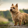 Understanding Norwich Terrier Personality Traits: A Comprehensive Guide