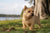 Understanding Norwich Terrier Personality Traits: A Comprehensive Guide