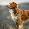 Understanding Nova Scotia Duck Tolling Retriever Health Problems: Insights and Solutions