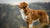 Understanding Nova Scotia Duck Tolling Retriever Health Problems: Insights and Solutions