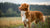 Understanding Nova Scotia Duck Tolling Retriever Personality Traits