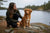 Understanding Nova Scotia Duck Tolling Retriever Temperament