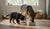 Understanding Nutritional Needs: What is the difference between puppy and adult dog food?