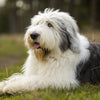 Understanding Old English Sheepdog Personality Traits: A Comprehensive Guide for Potential Owners