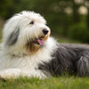 Understanding Old English Sheepdog Temperament: A Comprehensive Guide for Prospective Owners
