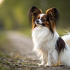Understanding Papillon Personality Traits: The Butterfly Dog's Unique Charm