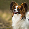 Understanding Papillon Temperament: The Perfect Companion for Every Home