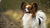 Understanding Papillon Temperament: The Perfect Companion for Every Home