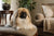 Understanding Pekingese Personality Traits: The Regal Companions