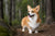 Understanding Pembroke Welsh Corgi Personality Traits