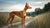 Understanding Pharaoh Hound Personality Traits: A Comprehensive Guide for Dog Lovers