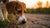Understanding Pica Behavior in Dogs: What You Need to Know-141217071343