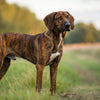 Understanding Plott Hound Temperament: A Comprehensive Guide for Potential Owners
