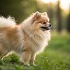 Understanding Pomeranian Health Problems: A Comprehensive Guide
