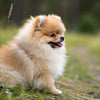 Understanding Pomeranian Temperament: A Comprehensive Guide for Potential Owners
