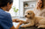 Understanding Poodle Health Problems: A Comprehensive Guide for Pet Owners