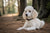 Understanding Poodle Personality Traits
