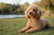 Understanding Poodle Temperament: The Clever Canine Companion