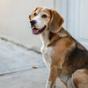 Understanding Postpartum Weight Changes in Dogs: Do Dogs Lose Weight After Giving Birth?
