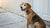Understanding Postpartum Weight Changes in Dogs: Do Dogs Lose Weight After Giving Birth?