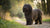 Understanding Puli Health Problems: A Comprehensive Guide for Dog Owners