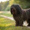 Understanding Puli Personality Traits: A Comprehensive Guide for Dog Lovers