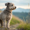 Understanding Pumi Personality Traits: A Deep Dive into This Unique Breed