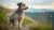 Understanding Pumi Personality Traits: A Deep Dive into This Unique Breed