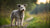 Understanding Pumi Temperament: A Comprehensive Guide to This Unique Hungarian Breed