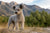 Understanding Pumi Temperament: Personality and Traits