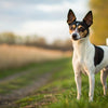Understanding Rat Terrier Temperament: A Guide for Prospective Owners
