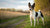 Understanding Rat Terrier Temperament: A Guide for Prospective Owners