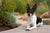 Understanding Rat Terrier Temperament: A Guide for Prospective Owners