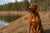 Understanding Redbone Coonhound Personality Traits