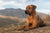 Understanding Rhodesian Ridgeback Personality Traits