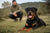 Understanding Rottweiler Personality Traits and Temperament