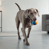 Understanding Rottweiler Temperament: A Comprehensive Guide for Prospective Owners