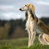 Understanding Saluki Personality Traits: The Graceful Companions