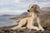 Understanding Saluki Temperament and Personality