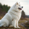 Understanding Samoyed Personality Traits: A Comprehensive Guide