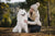 Understanding Samoyed Personality Traits: A Comprehensive Guide